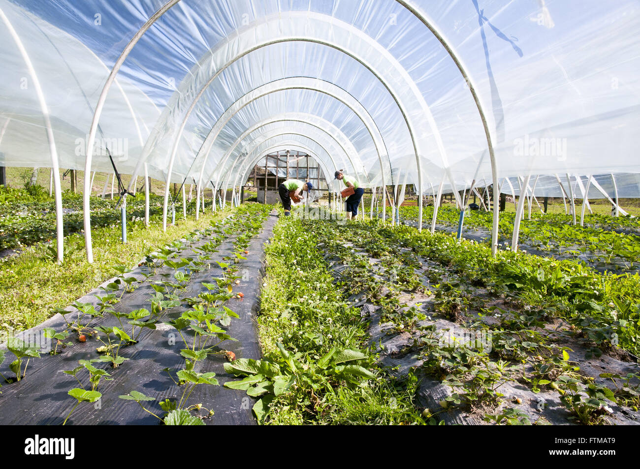 Plantation of strawberry in greenhouse organic farming Stock Photo