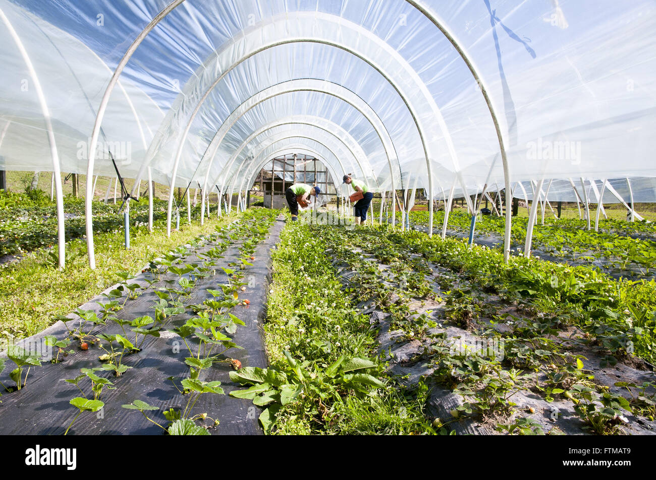 Plantation of strawberry in greenhouse - organic farming Stock Photo