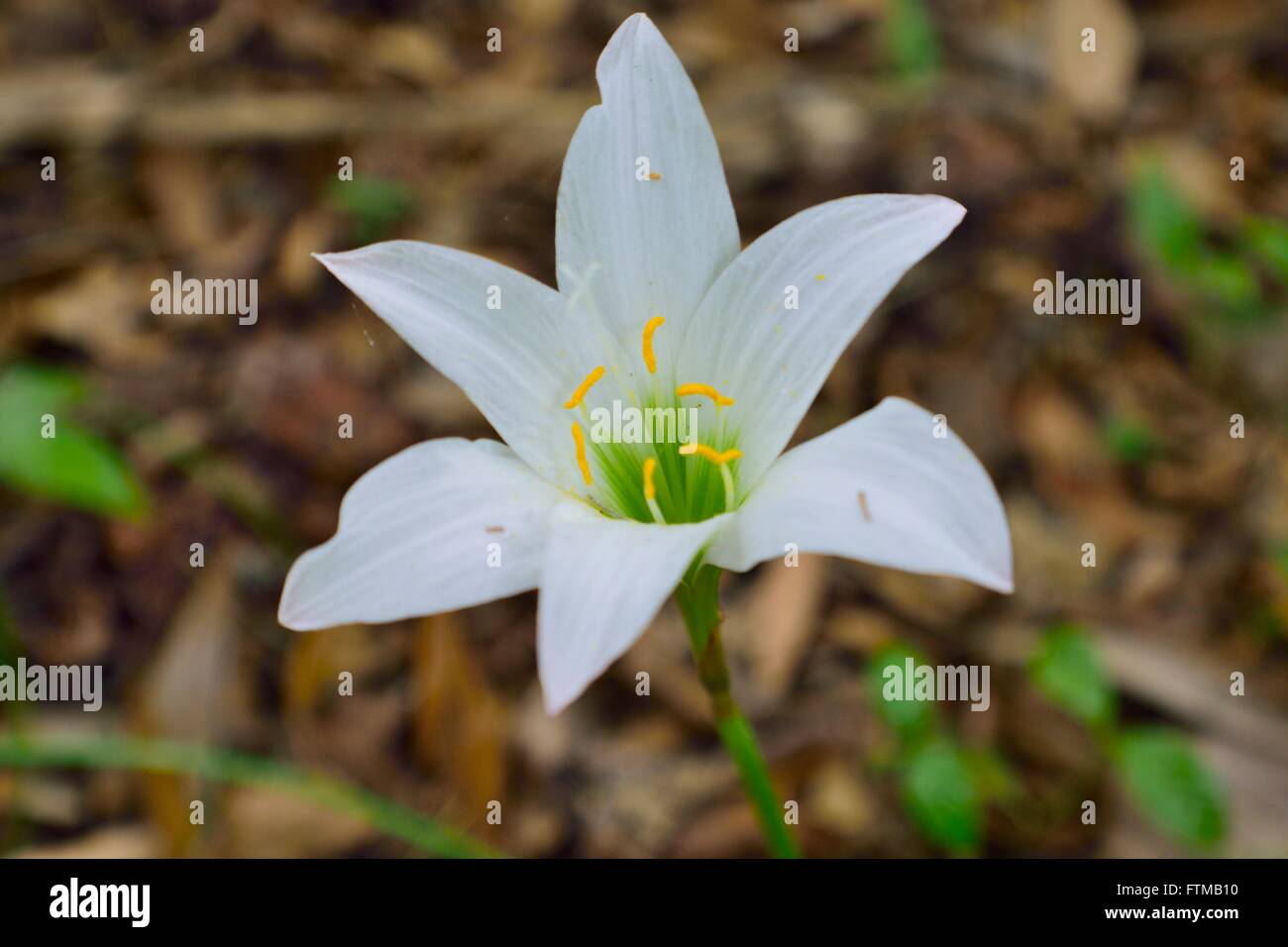 White lily in a Florida's Copper State Park. Stock Photo