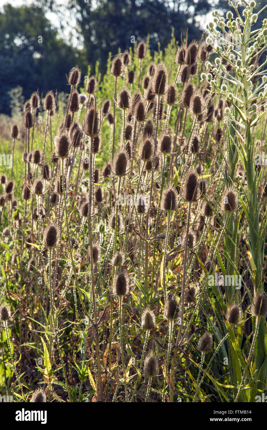 Cardo in residential garden - Dipsacus fullonum Stock Photo