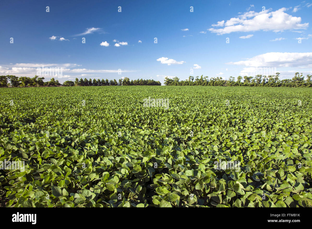 Soybean planting in tourist resort in the countryside Stock Photo