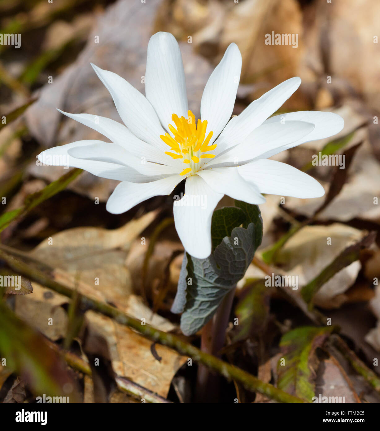 Bloodroot (Sanguinaria canadensis) blooming in March in Tennessee Stock Photo