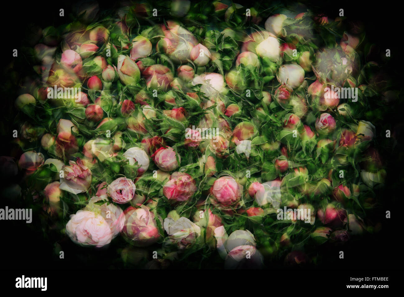 Image of vintage nostalgic roses background texture. Stock Photo