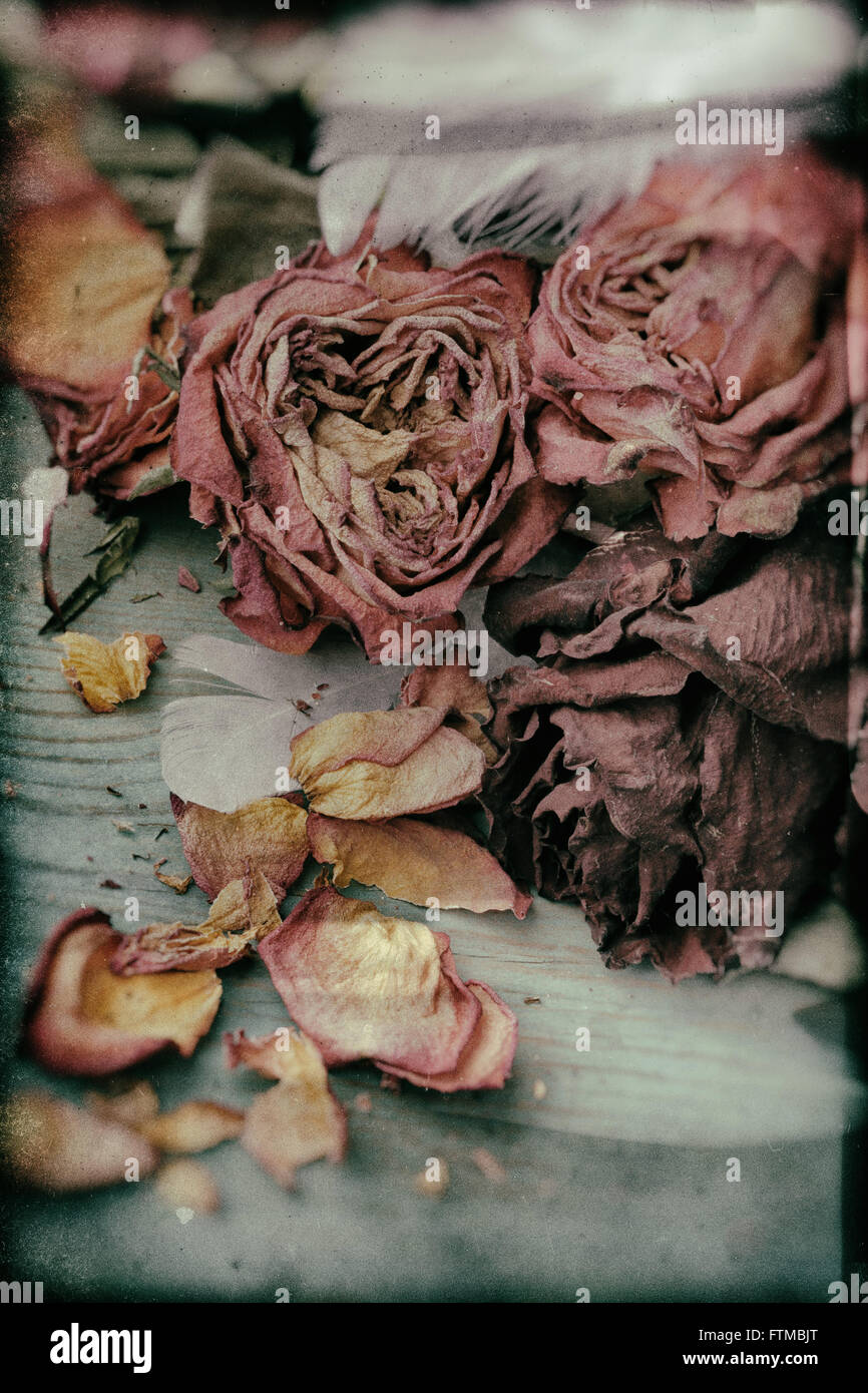 Image of dried vintage nostalgic roses background texture. Stock Photo