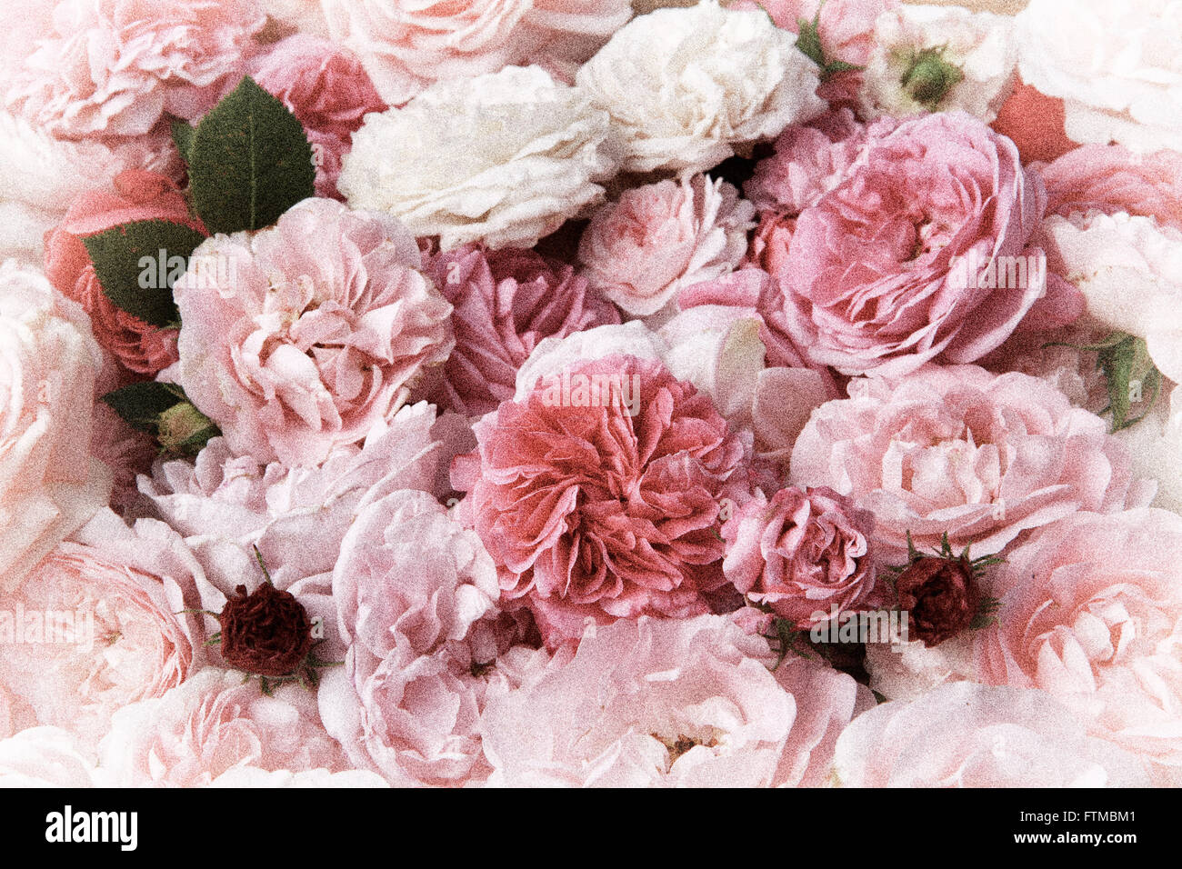 Image of pink vintage roses background texture. Stock Photo