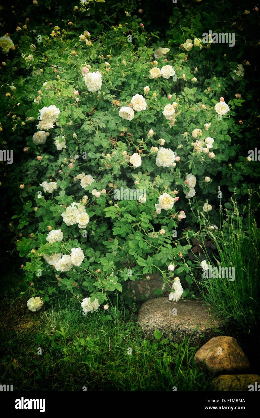 mage of vintage white roses bush in a romantic summer garden. Stock Photo