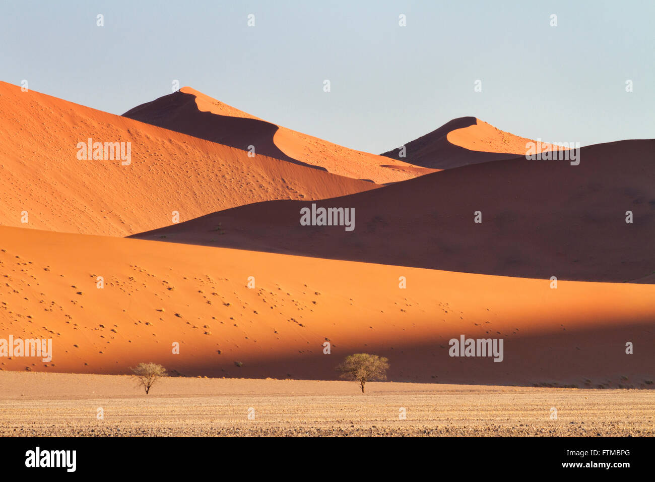 Mountainous sand-dunes and camelthorn acacia trees in the Namib desert in the Namib-Naukluft National Park of Namibia Stock Photo