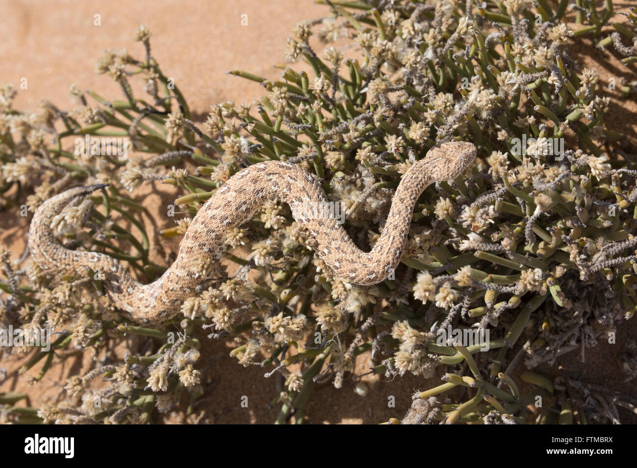 Peringuey's Side-winding Adder extended on a succulent plant in the Dorob Desert Reserve, Namibia Stock Photo