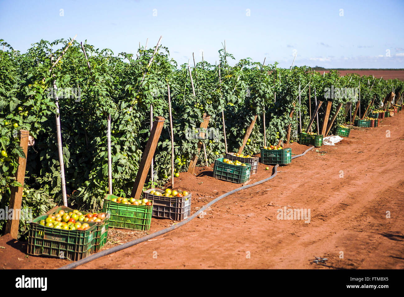 Envarado planting of tomatoes and boxes of harvest Stock Photo
