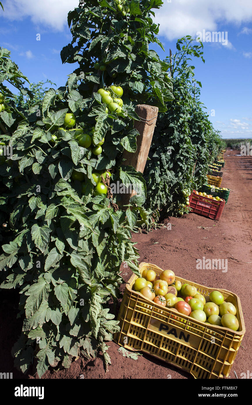 Envarado planting of tomatoes and boxes of harvest Stock Photo