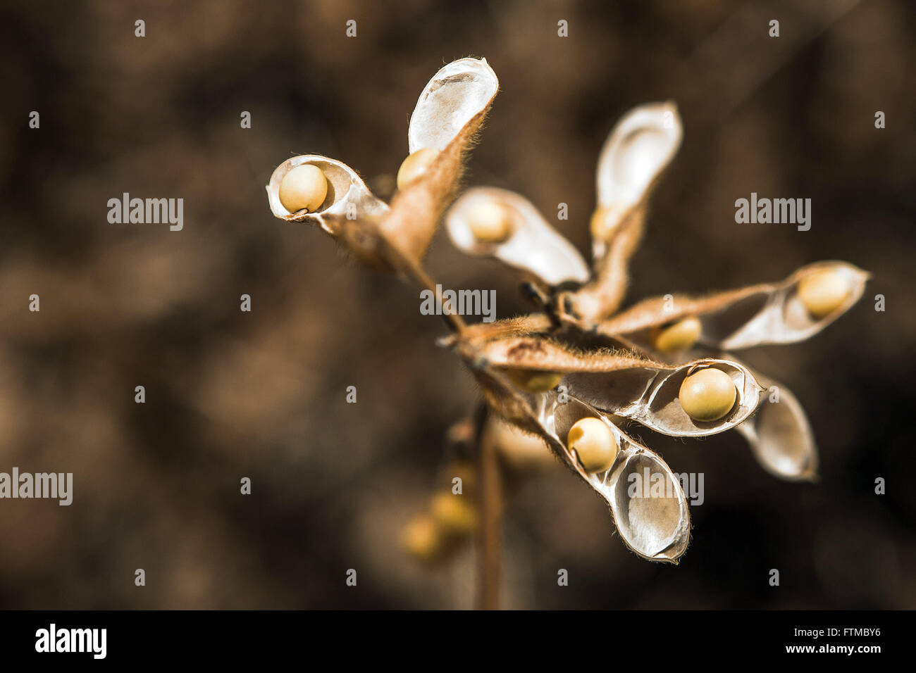Soybean pods detail ready for harvesting in the countryside Stock Photo