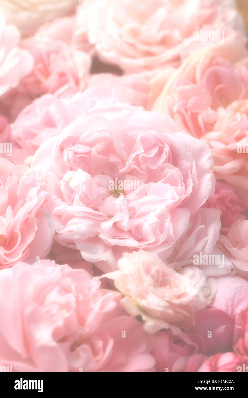 mage of pink vintage roses background texture. Stock Photo
