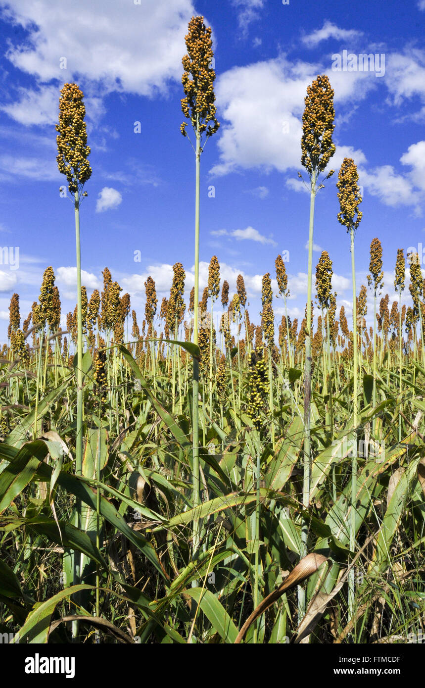 Sorghum hi-res stock photography and images - Alamy
