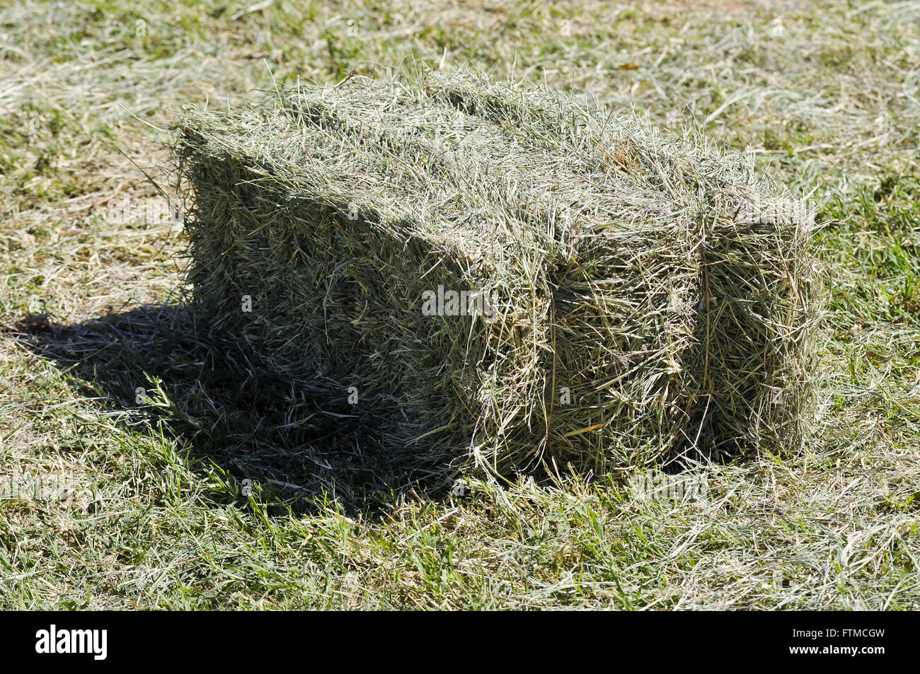 Hay bale on farm inside Sao Paulo Stock Photo