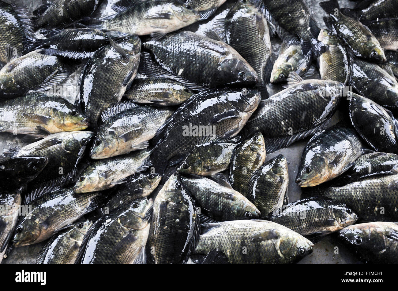 Fish farming - the intensive farming of tilapia in tanks network used for growing and fattening Stock Photo