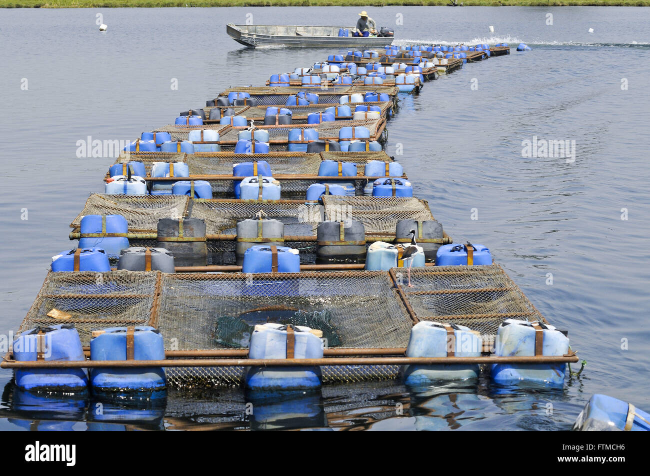 Intensive farming tilapia tanks fish alamy network