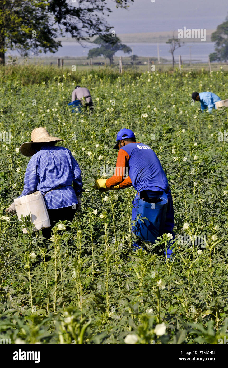 Okra field hires stock photography and images Alamy