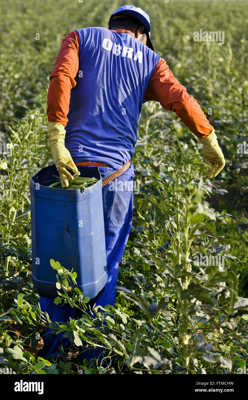 Okra field hires stock photography and images Alamy
