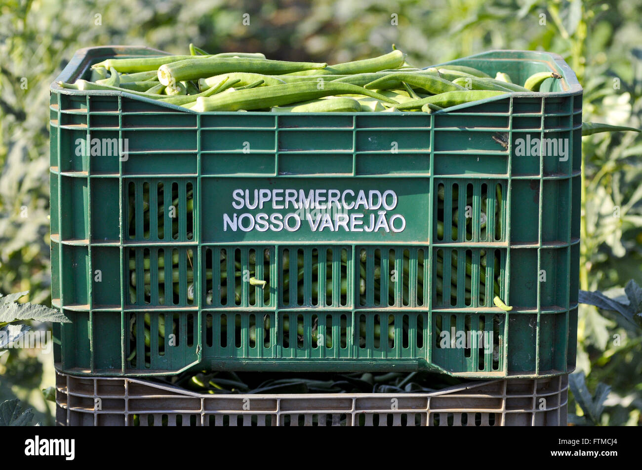 Plastic box with okra in the countryside Stock Photo