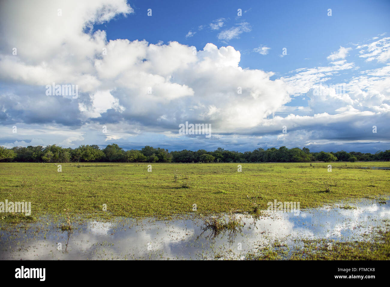 Ebb in the Pantanal Stock Photo