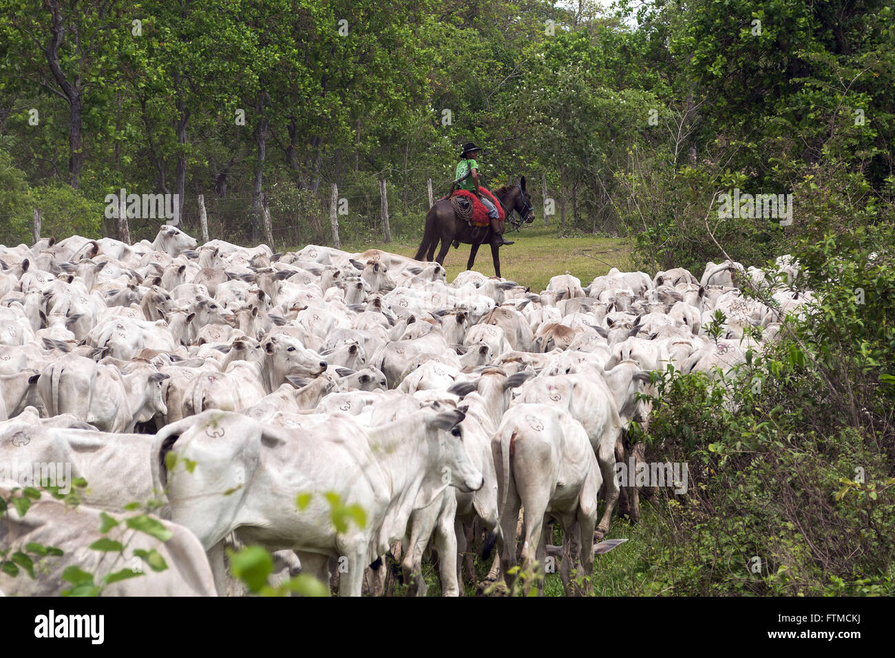 Entourage of cattle in MS-170 Stock Photo