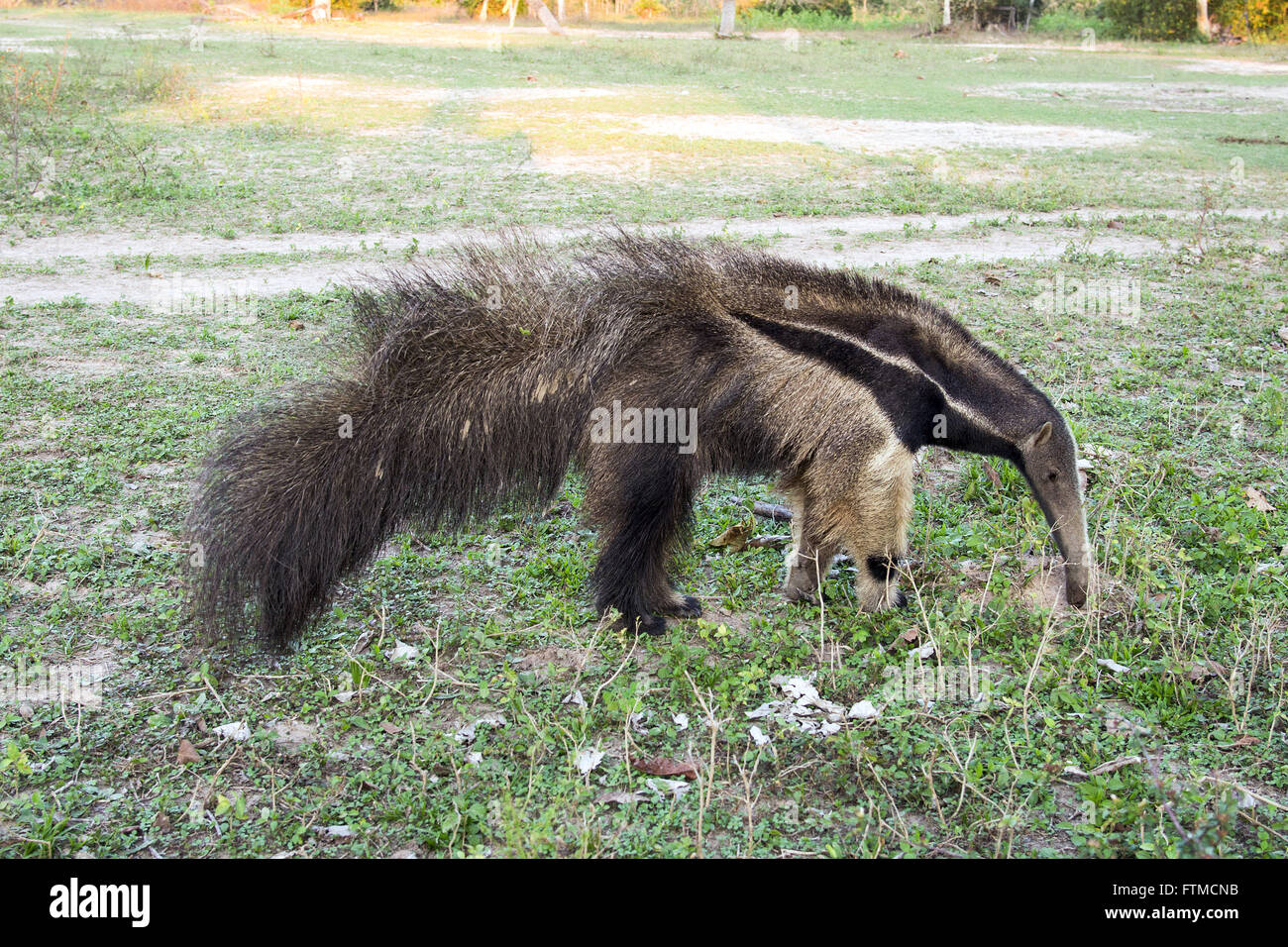 Ant brazil hi-res stock photography and images - Alamy