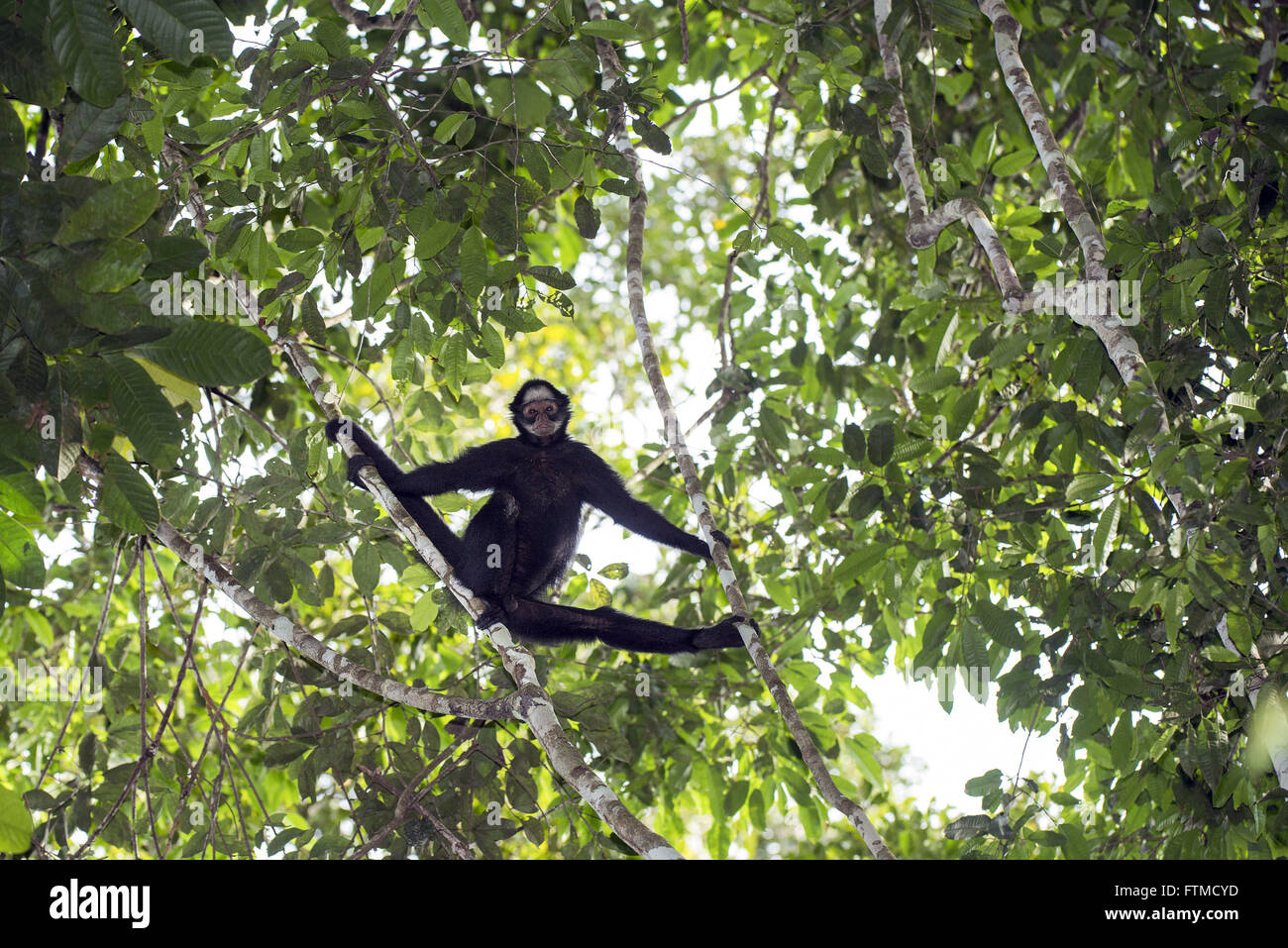 macaco aranha Stock Photo