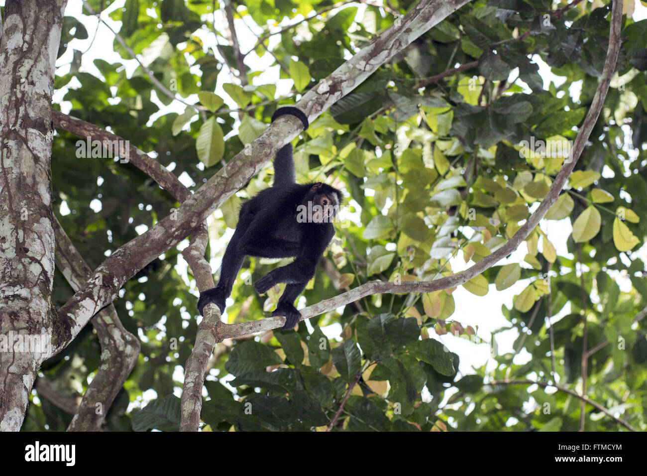 Macaco aranha de testa branca hi-res stock photography and images - Alamy