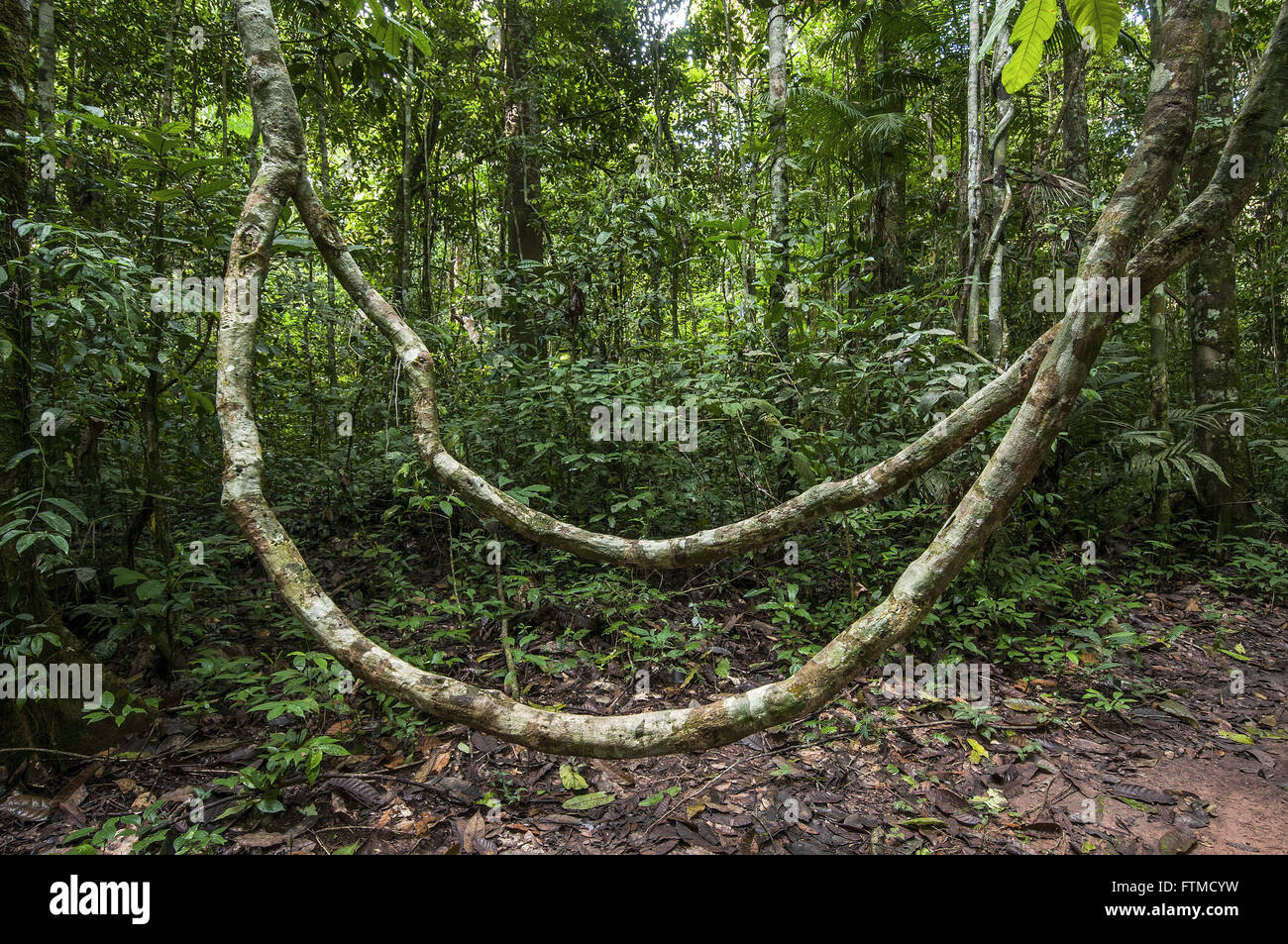 Cipo na floresta amazonica - localizada na RPPN Cristalino Stock Photo -  Alamy