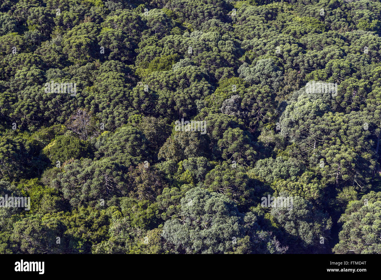 Floresta com araucarias Stock Photo