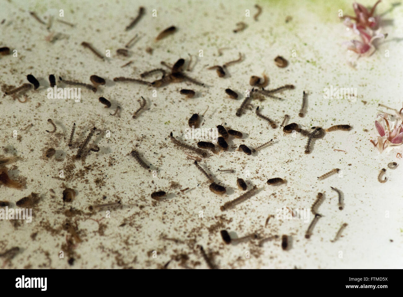 A Group Of Mosquito Larvae In The Water Stock Photo Alamy