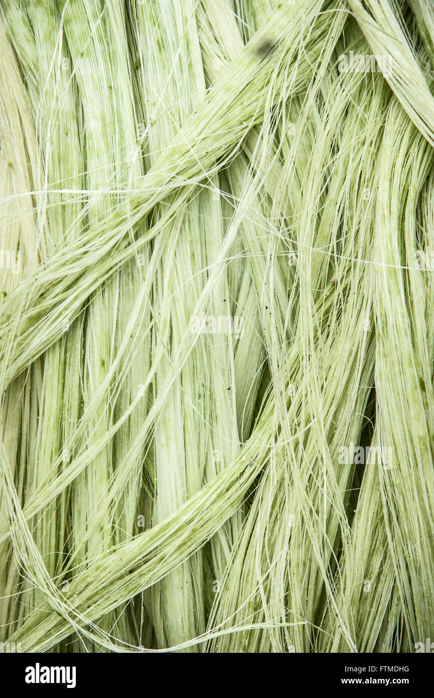 Details sisal after being processed Stock Photo