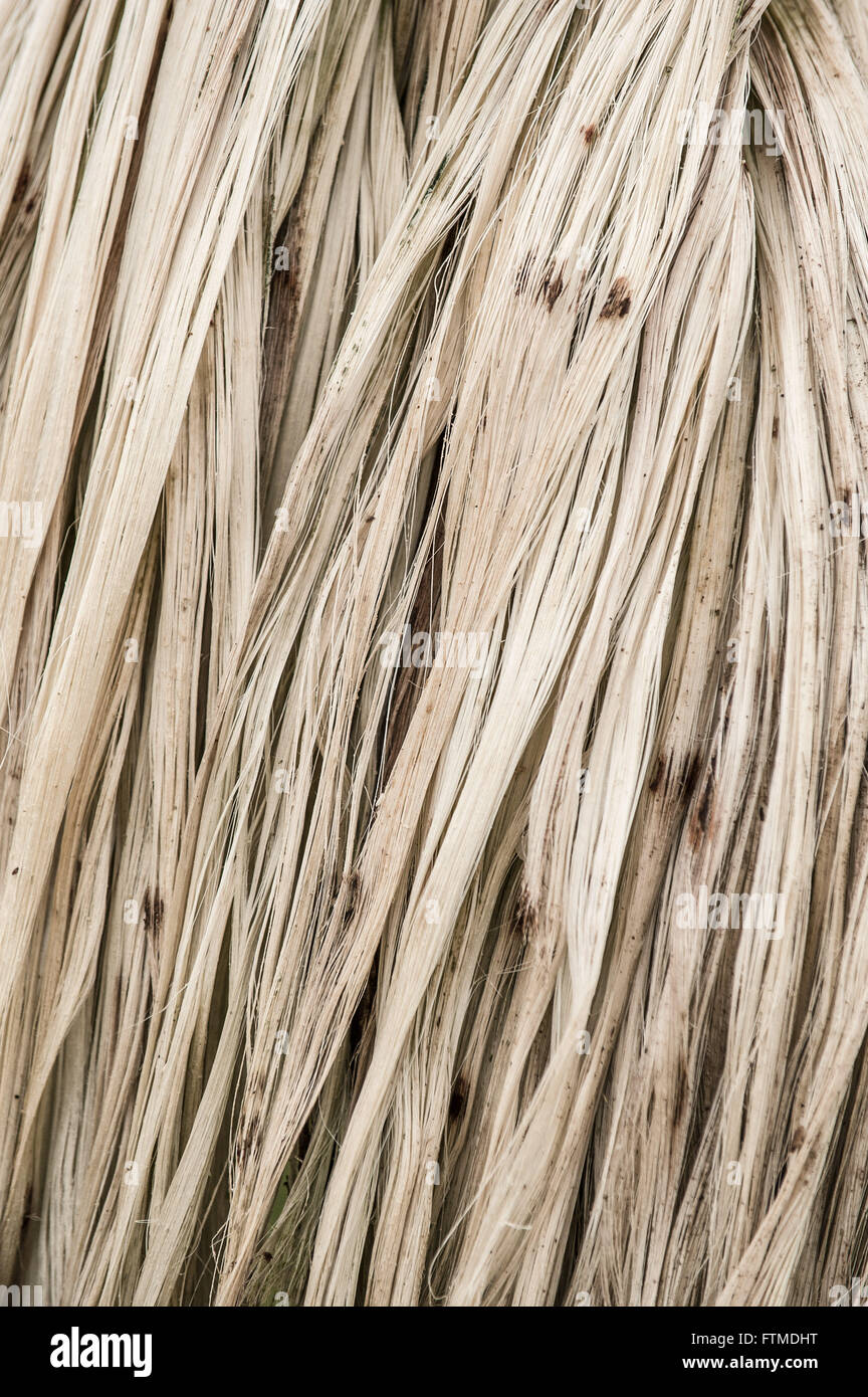 Details sisal after being harvested Stock Photo