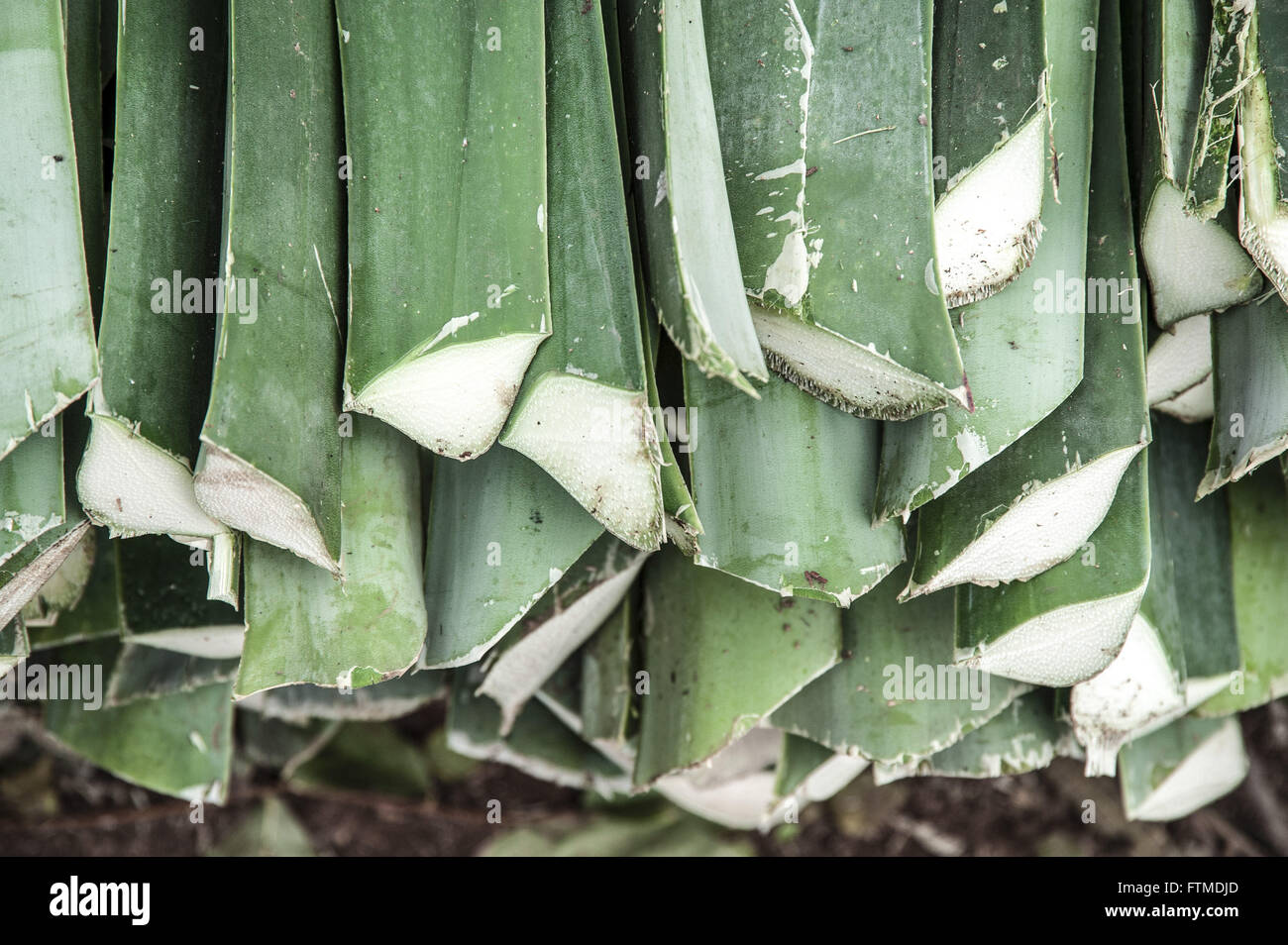 Detail of the stems of sisal Stock Photo