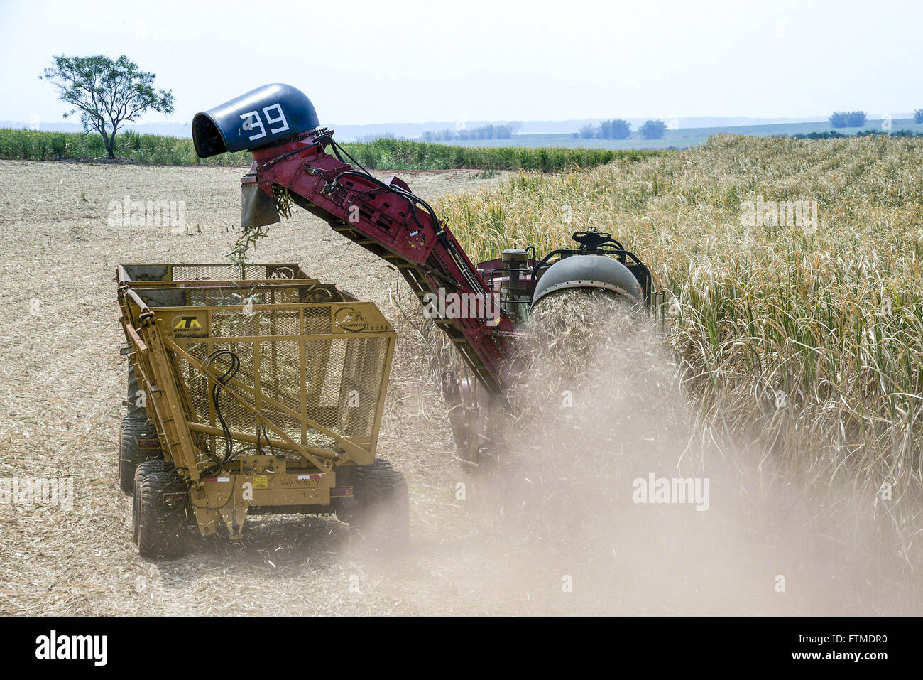 Mechanized harvesting of cane sugar mill in the Forest Stock Photo Alamy
