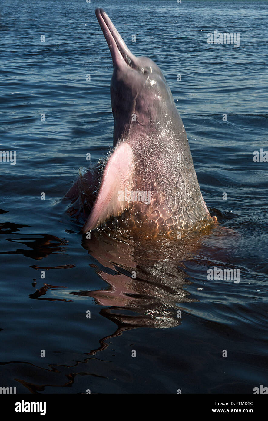 Pink red dolphin stock photography and images Alamy
