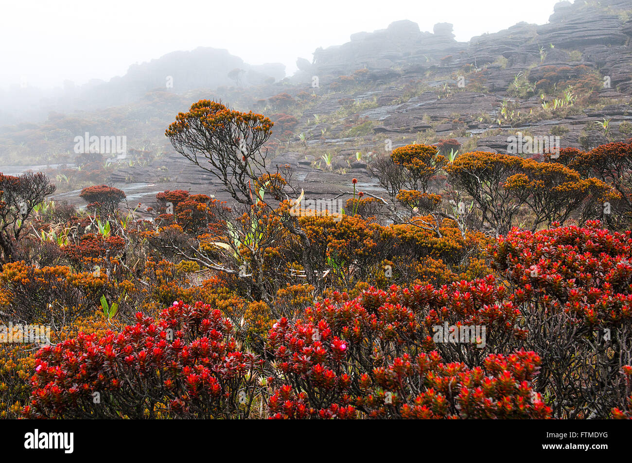 Endemic vegetation of Mount Roraima Stock Photo - Alamy