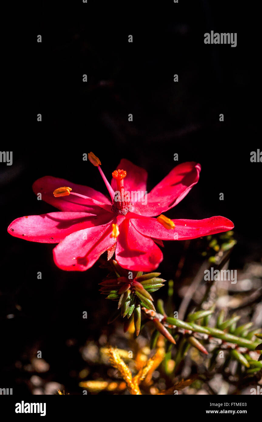 Vegetation detail hi-res stock photography and images - Alamy