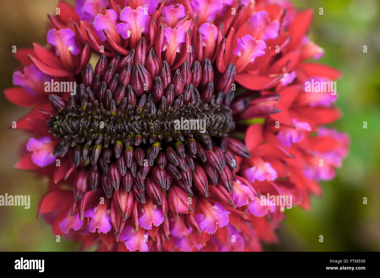 Vegetation detail hi-res stock photography and images - Alamy