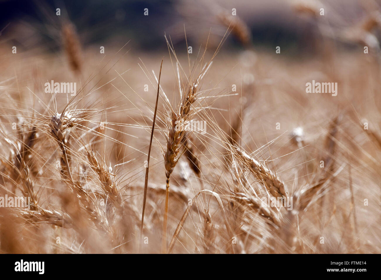 Plantacao de trigo - paniculas Stock Photo - Alamy