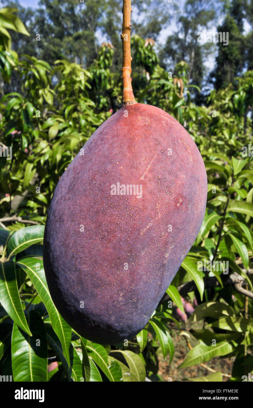 Mango grove hires stock photography and images Alamy
