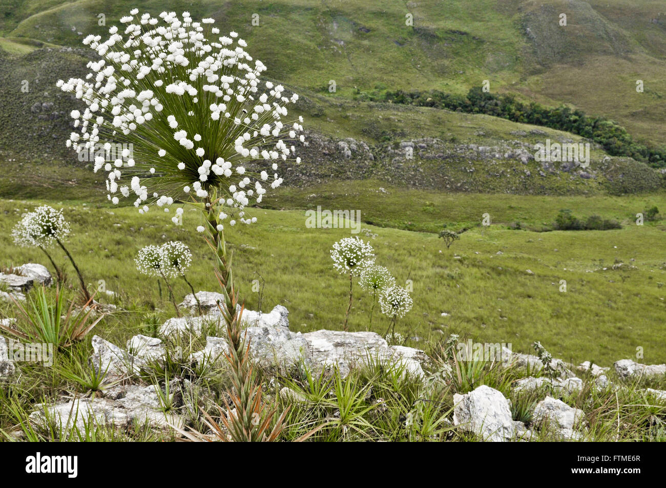 Evergreen Valley of flowerbeds - Serra da Canastra Stock Photo