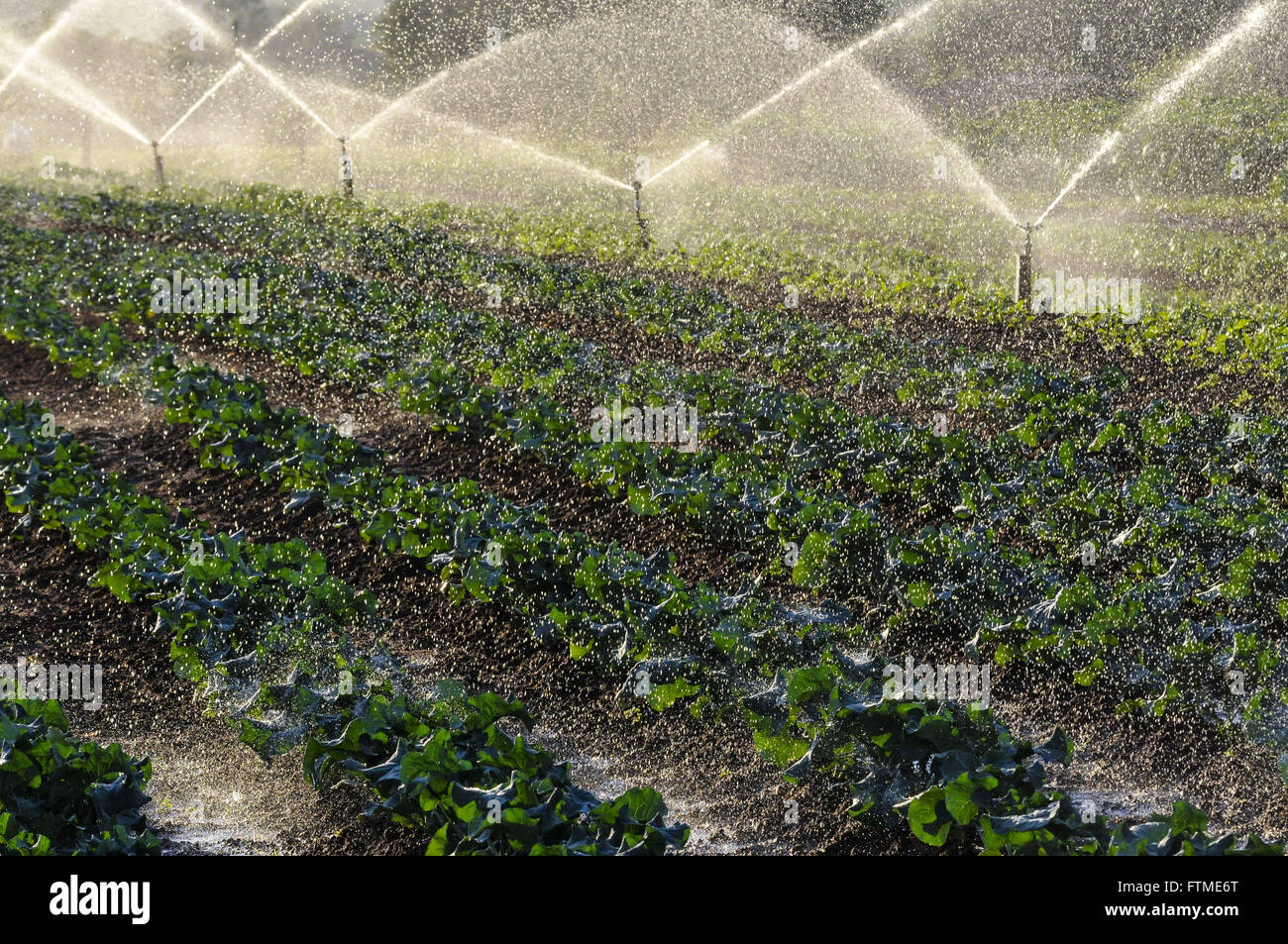 Plantation of broccoli being Irrigated Stock Photo
