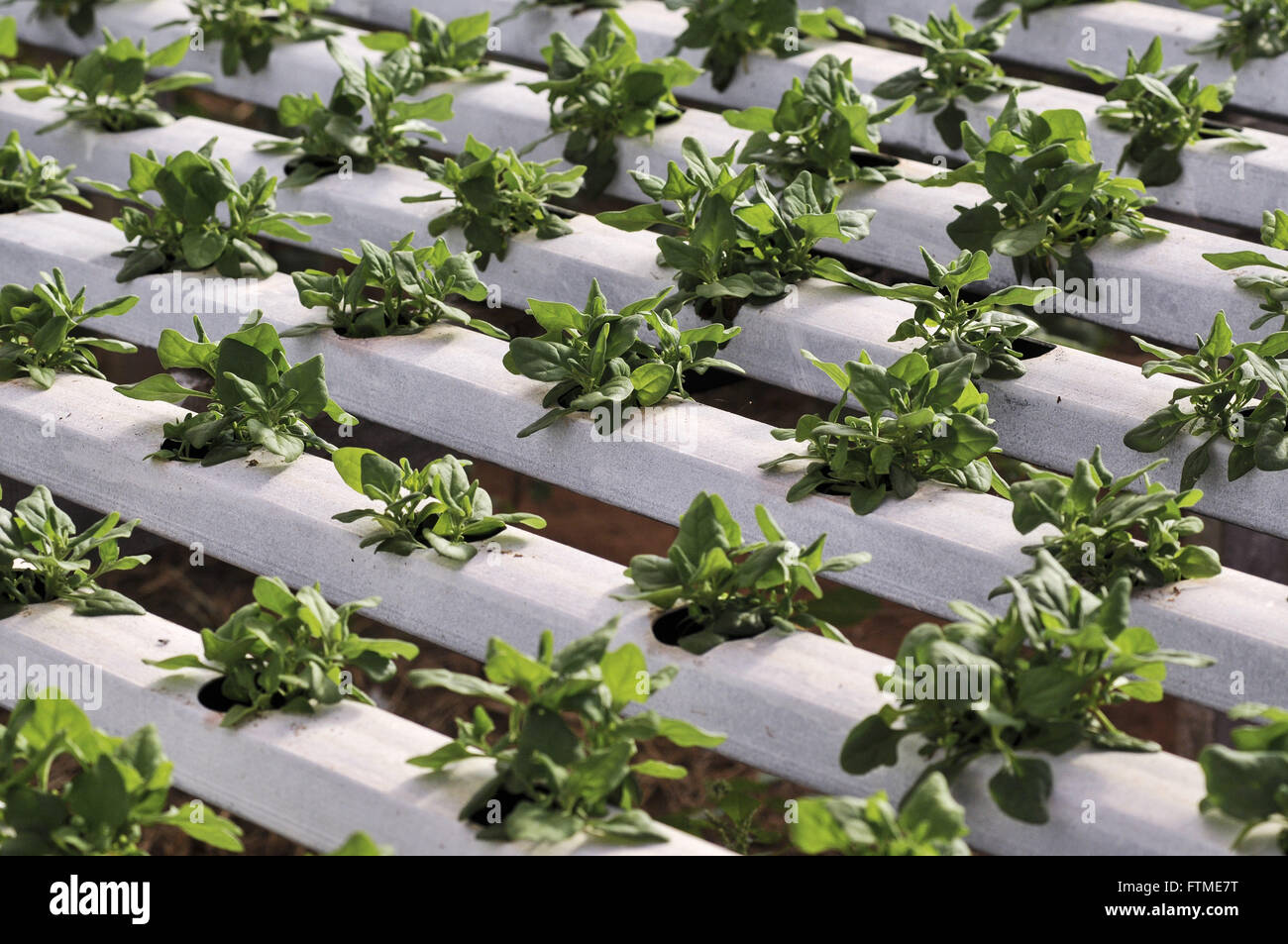 Hydroponic spinach production Stock Photo Alamy