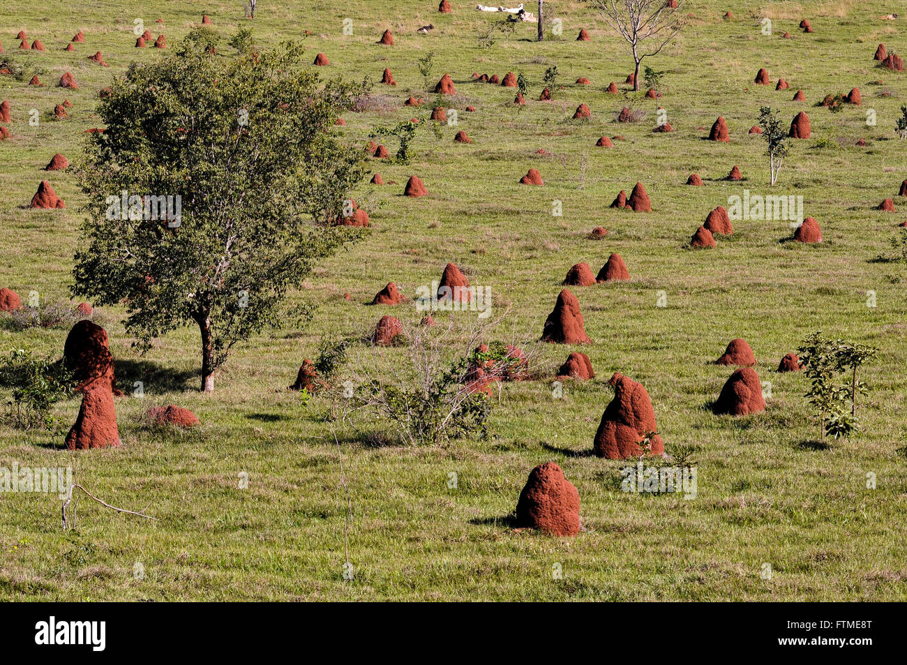 Termite mounds in pasture in rural Stock Photo