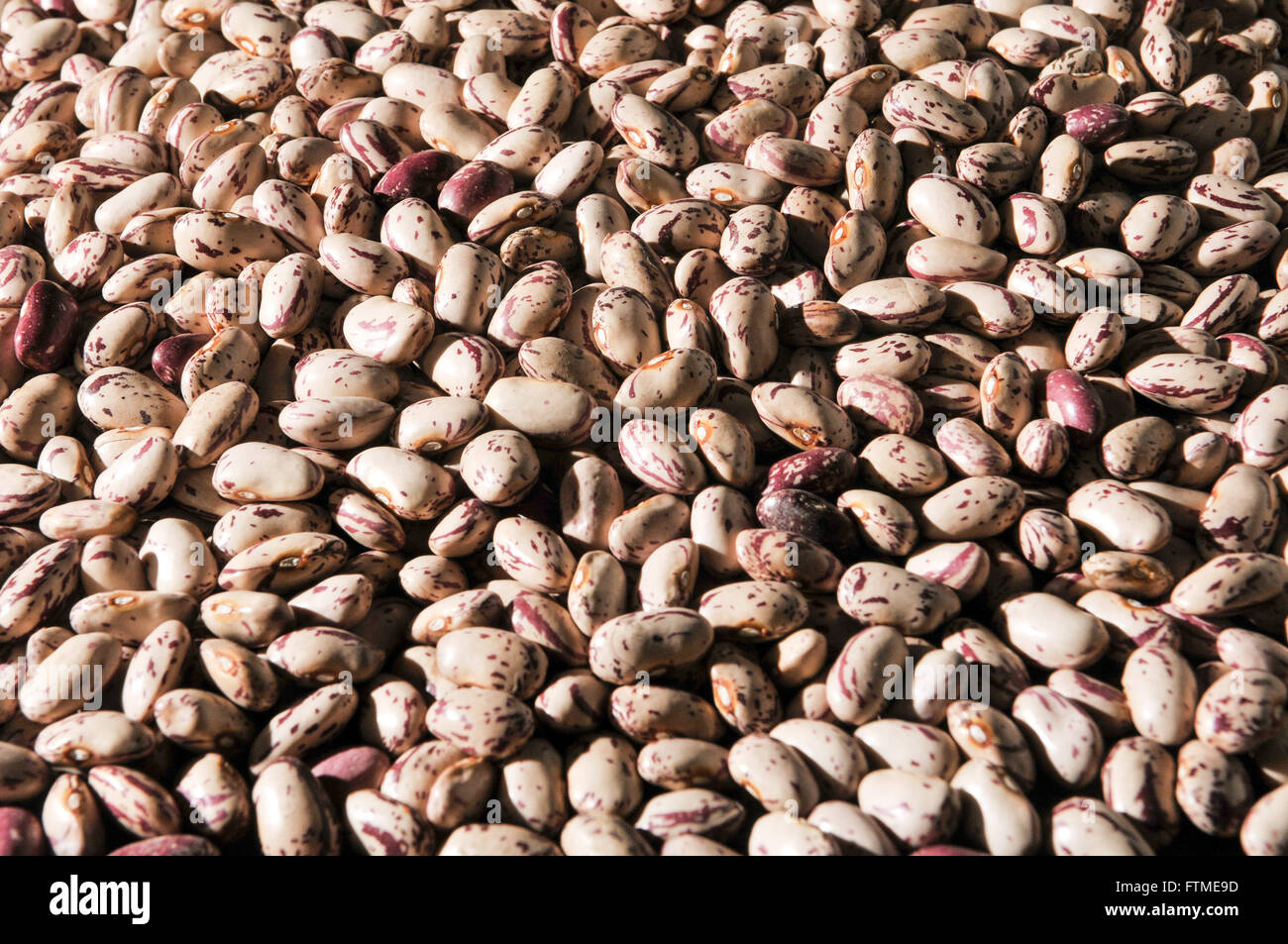 Detail of bean-Brindle Stock Photo