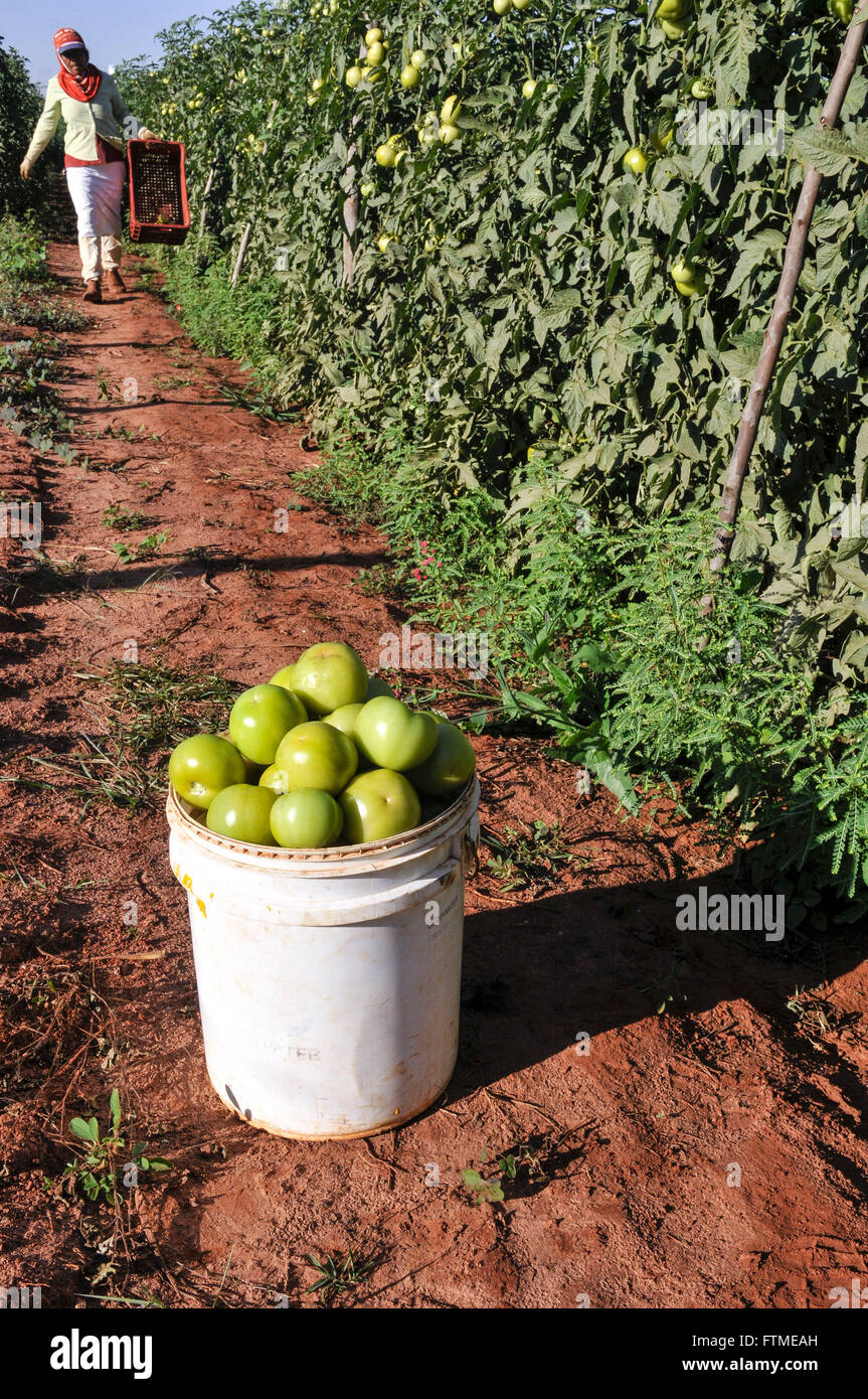 Manual harvesting plantation tomato envarado Long Life Stock Photo
