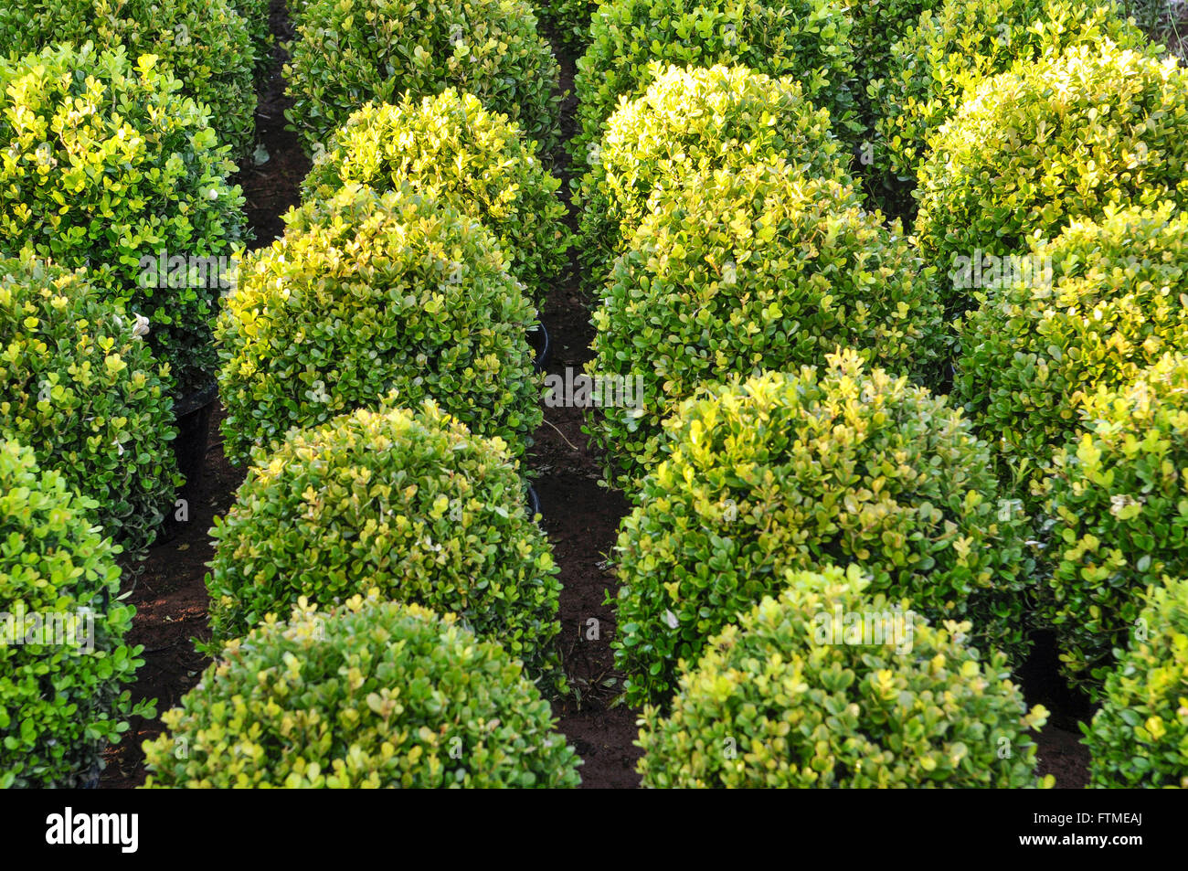 Boxwood - Buxus sempervirens - ornamental plant Stock Photo