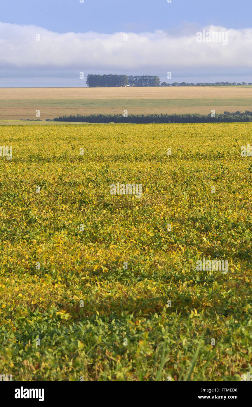 Mato grosso brazil soy hi-res stock photography and images - Alamy