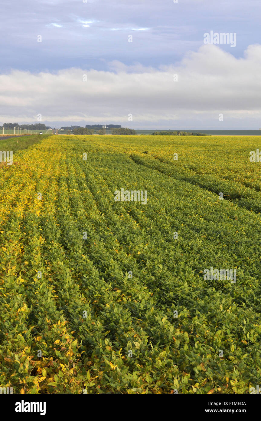 Soy brazil mato grosso hi-res stock photography and images - Alamy